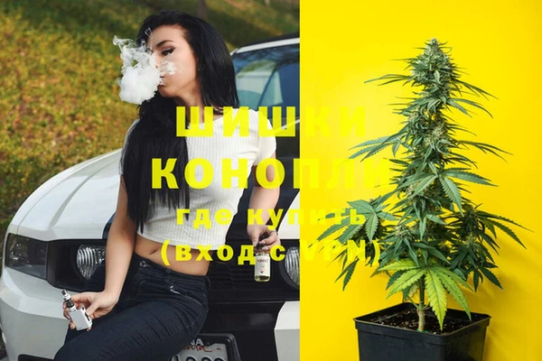 прущие грибы Ачинск